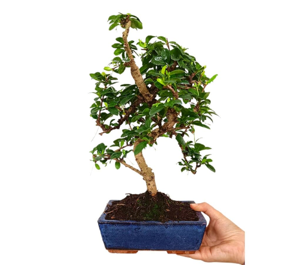 Bonsái Carmona Microphylla 8 Años (té De Filipinas)_1