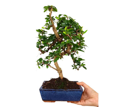 Bonsái Carmona Microphylla 8 Años (té De Filipinas)