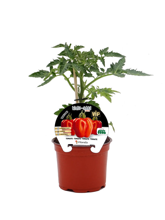 Plantón Tomate Wabi-sabi Híbrido En Maceta De 12 Cm. Natural – Fitoralia_0