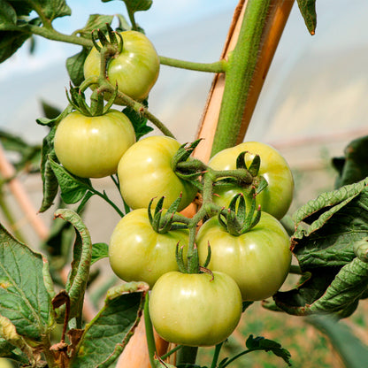 Plantón Tomate Penjar Patatera 6 Unidades - PlantaBo_2