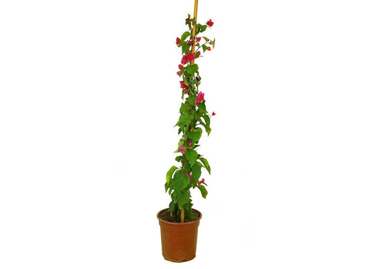 Bouganvillea M21 100cm_0