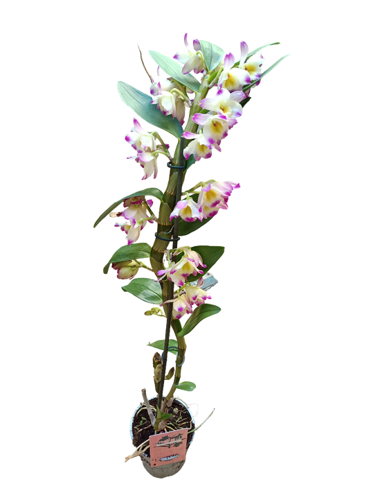 Orquidea Dendrobium Bicolor Ø12 - 60 Cm  Sin Flor Activa_0
