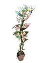 Orquidea Dendrobium BICOLOR Ø12 - 60 Cm  SIN FLOR ACTIVA