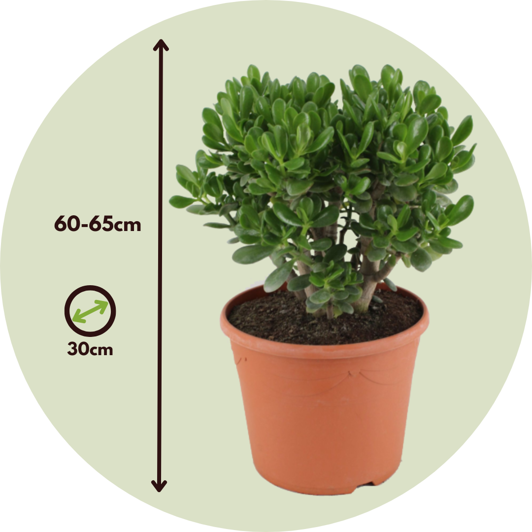 Árbol De Jade - Crassula Ovata 'minor' - Altura 60-65cm - ⌀30cm