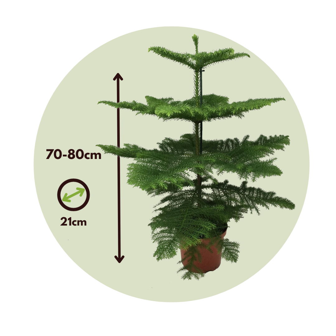 Arbolapp Canarias - Araucaria Heterophylla - Altura 70-80cm - ⌀21cm