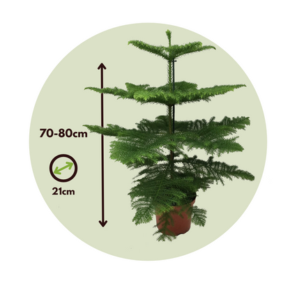 Arbolapp Canarias - Araucaria Heterophylla - Altura 70-80cm - ⌀21cm