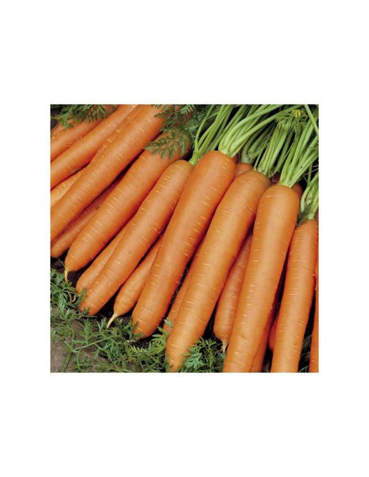 Semillas De Zanahoria Nantes 2 Ecológicas