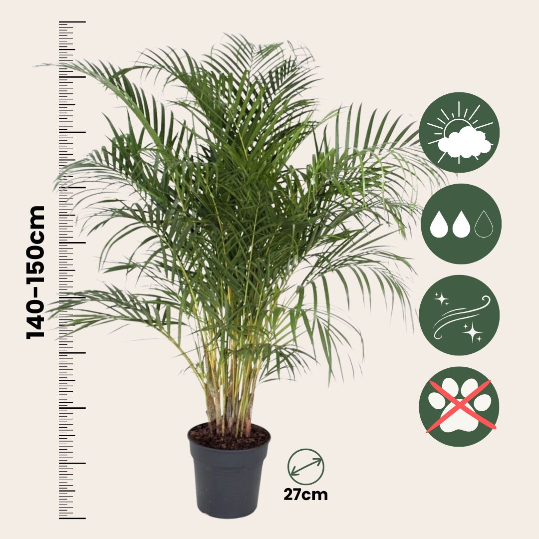 Palma Areca - Dypsis Lutescens - Altura 140-150cm - ⌀27cm_2