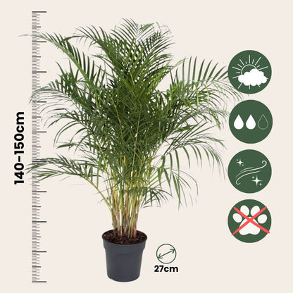 Palma Areca - Dypsis Lutescens - Altura 140-150cm - ⌀27cm_2