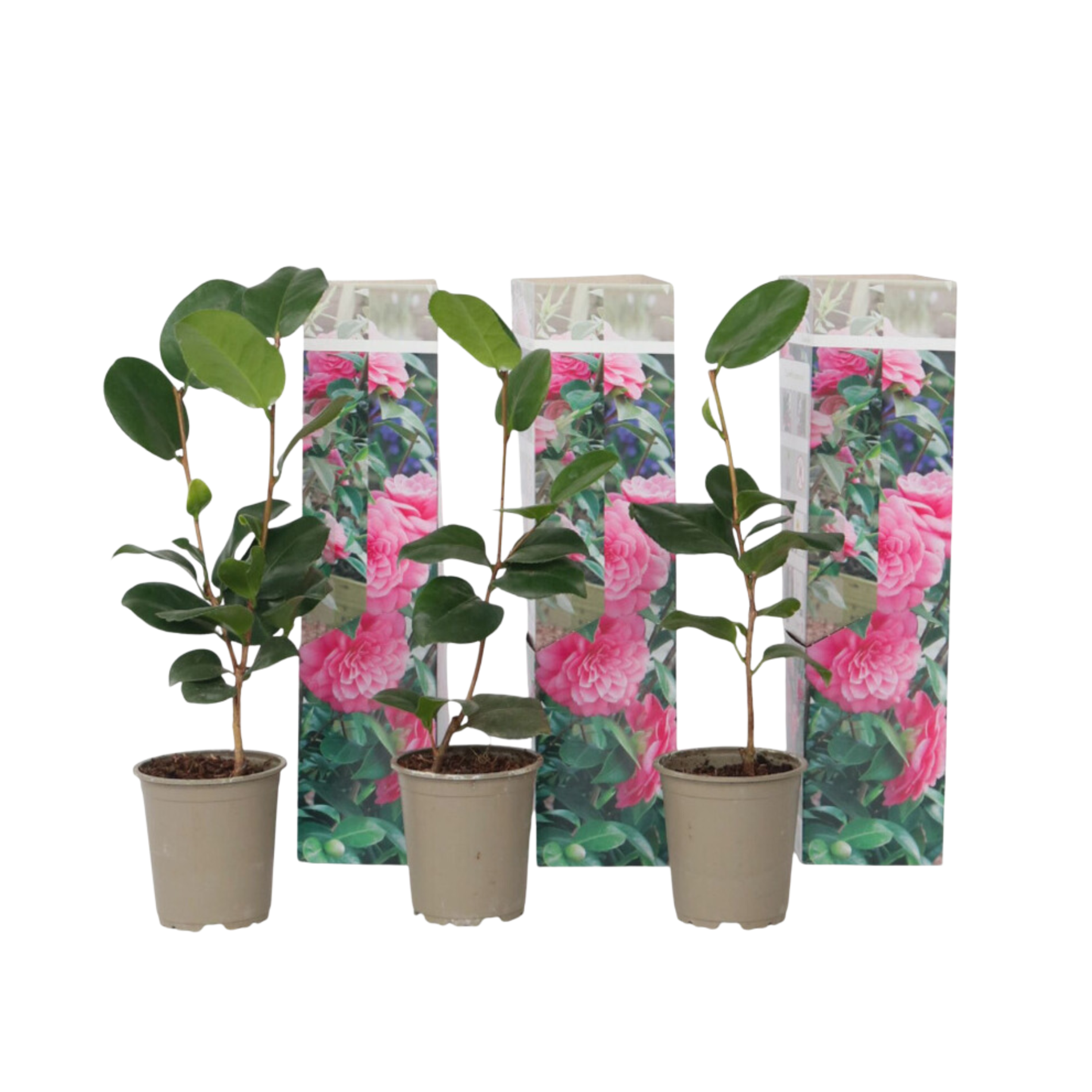 Planta De Té - 3 Pzs - Camellia Japonica 'bonomiana' - Altura 25-40cm - ⌀9cm_0