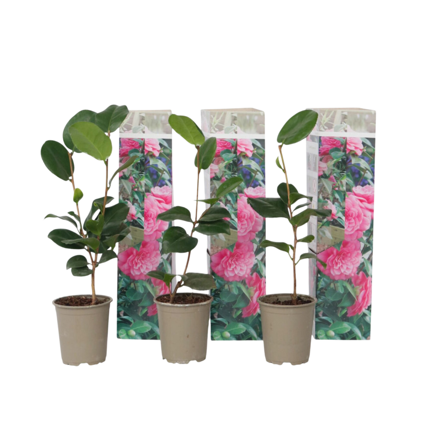 Planta De Té - 3 Pzs - Camellia Japonica 'bonomiana' - Altura 25-40cm - ⌀9cm