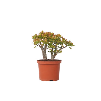 Árbol De Jade - Crassula Ovata 'sunset' - Altura 45-50cm - ⌀23cm_0