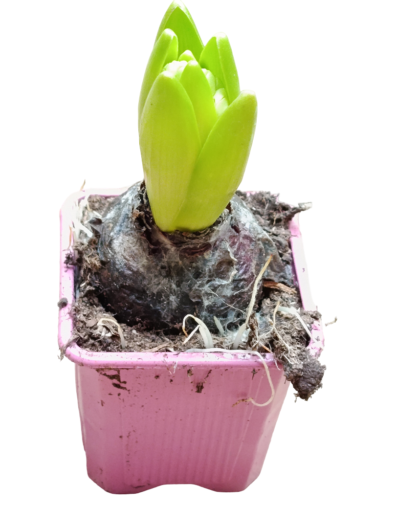 Jacinto Ø7 Planta De Interior Maceta Rosa Flor Surtida_0