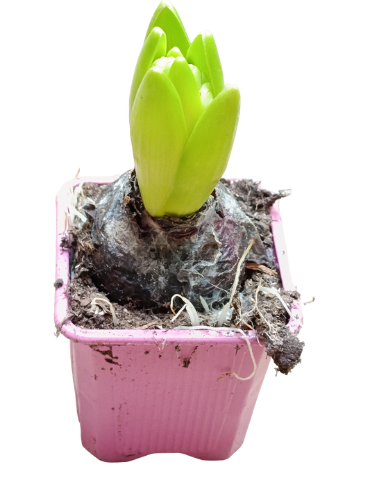 Jacinto Ø7 Planta De Interior Maceta Rosa Flor Surtida_0