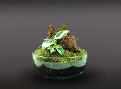 Nanogarden Terrario Ball Princess 20x20cm