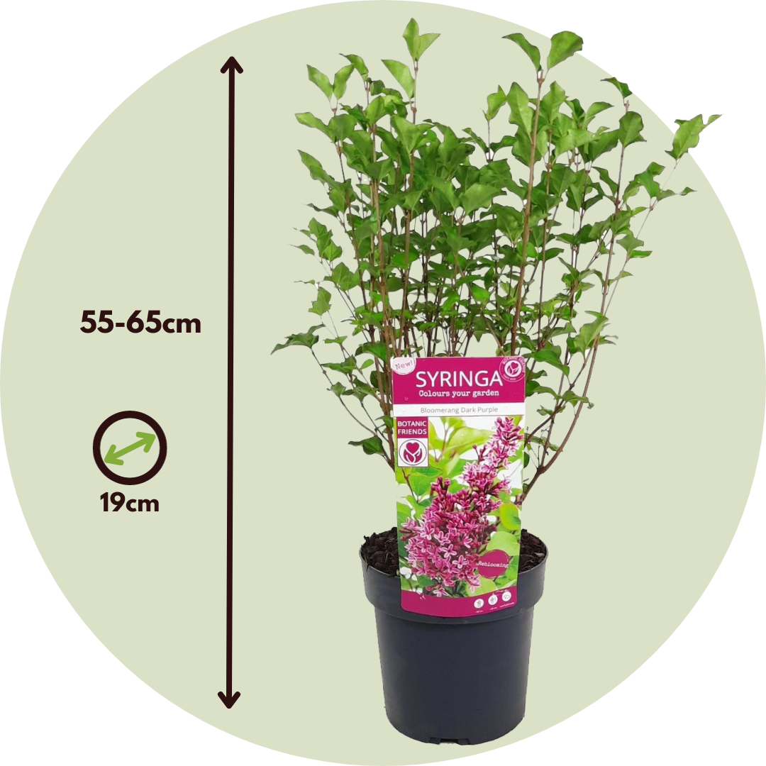 Lila - 2 Pzs - Syringa 'bloomerang' - Altura 55-65cm - ⌀19cm_2
