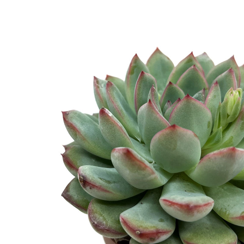 Echeveria Apus Cactus Y Suculentas M8,5 cm Ø_2