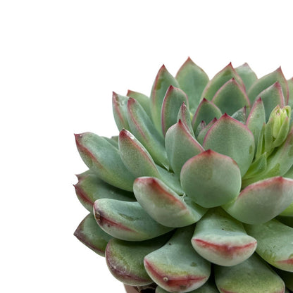 Echeveria Apus Cactus Y Suculentas M8,5 cm Ø_2