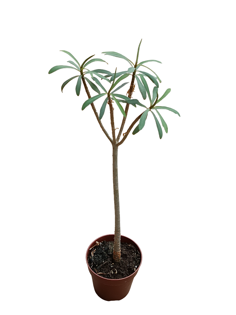 Euphorbia Balsamifera Planta Suculenta Rara Ø8