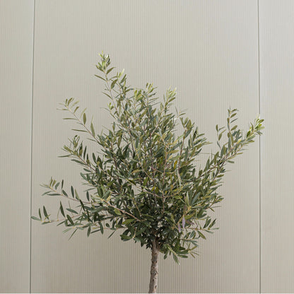 Olivo - Olea Europaea - Altura 90-100cm - ⌀21cm