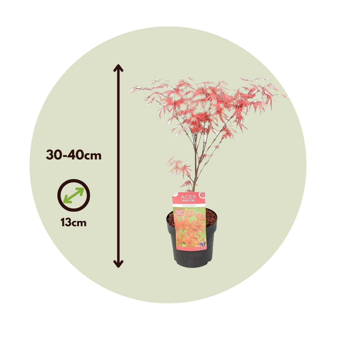 Arce Japonés - Acer Palmatum 'amagi-shigure' - Altura 30-40cm - ⌀13cm_2