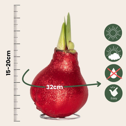 Amarilis - Hippeastrum 'glitter Red' - Bulbo De Flor - Rojo_2