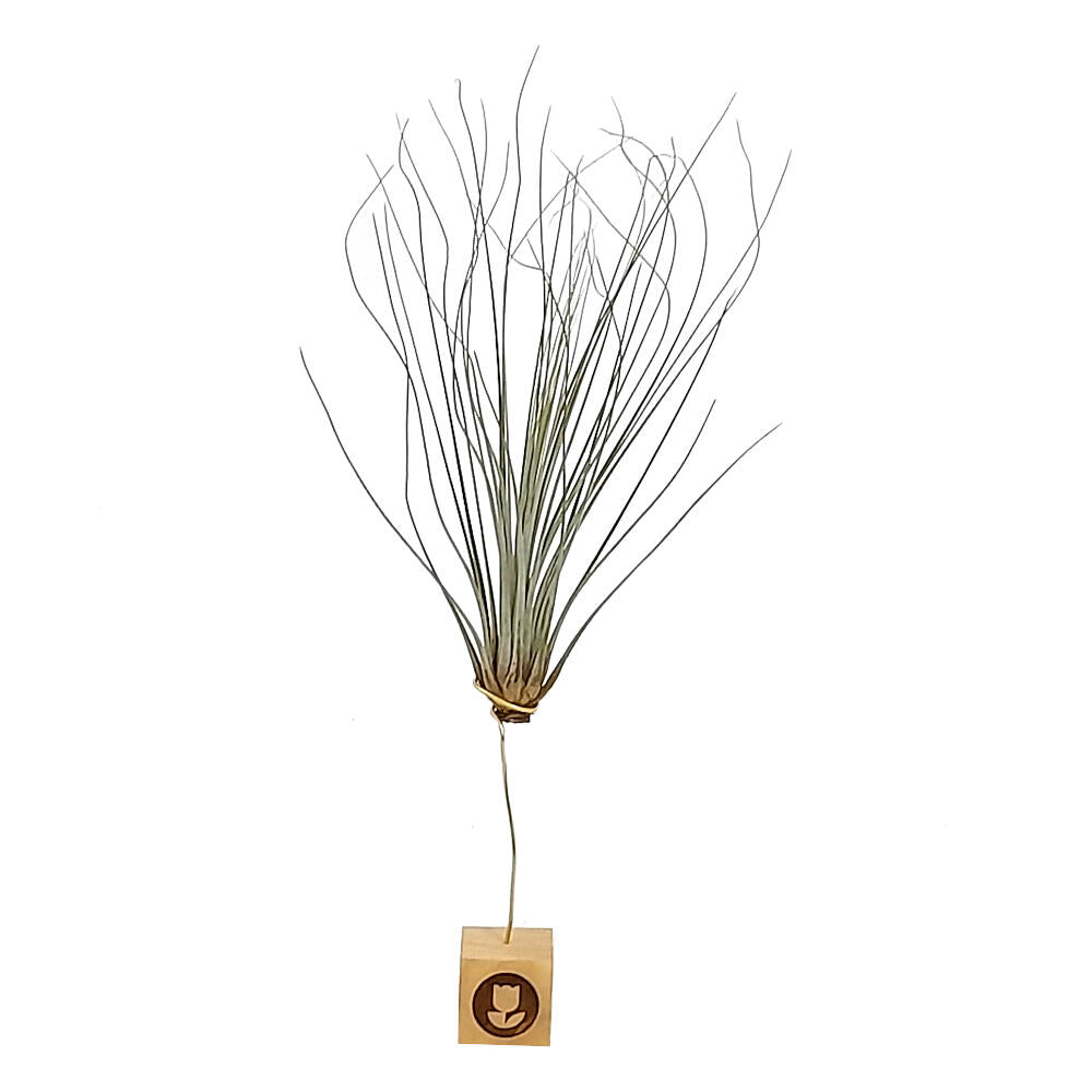 Tillandsia Juncea 30cm Alto X 14cm Ancho