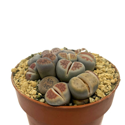 Lithops Cactus Y Suculentas