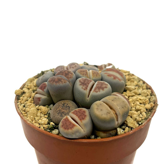 Lithops Cactus Y Suculentas_0