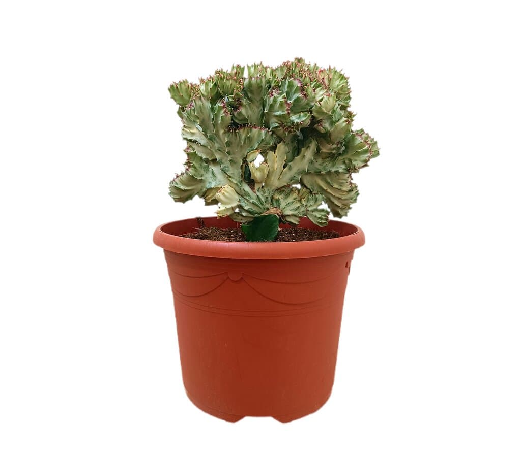 Euphorbia Lactea Injertada M25_0