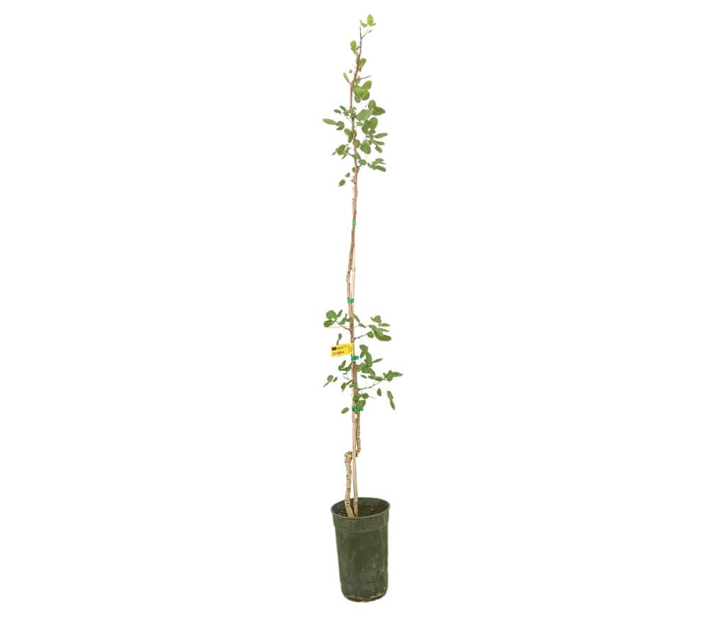 Pistacho Hembra M20_0