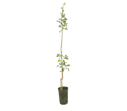 Pistacho Hembra M20_0