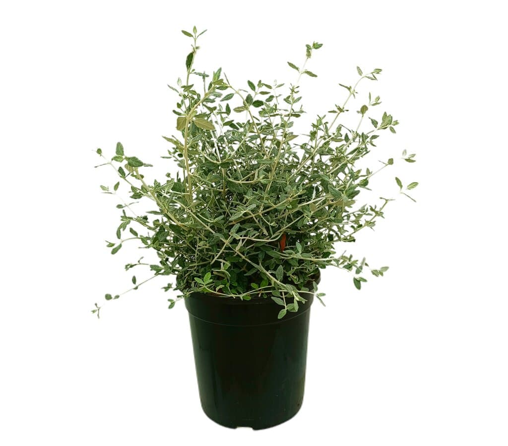Teucrium Fructicans M25 40-60cm_0