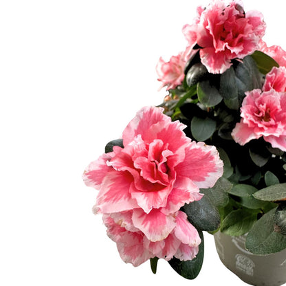 Azalea Planta Japonesa De Buena Suerte