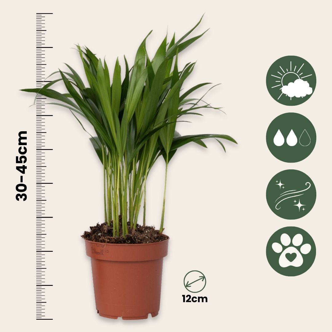 Palma Areca - 4 Pzs - Dypsis Lutescens - Altura 30-45cm - ⌀12cm_2
