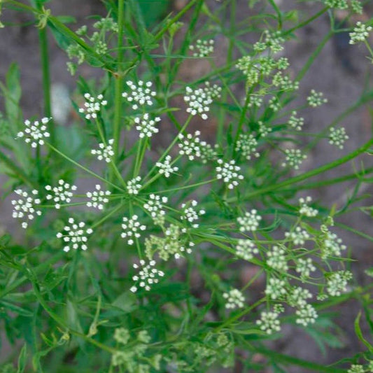 Semillas Anís Ecológicas