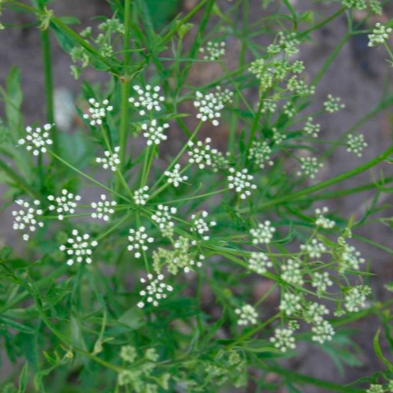 Semillas Anís Ecológicas_0