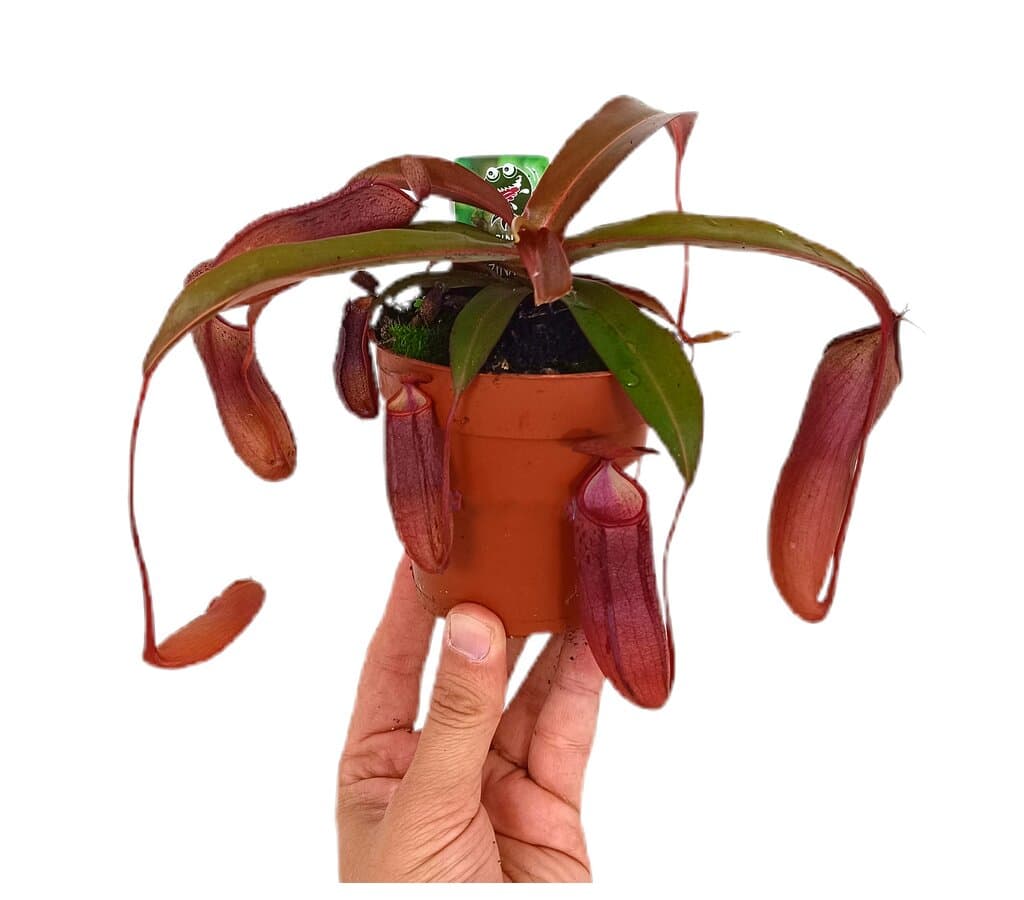 Nepenthes Alata M9_0