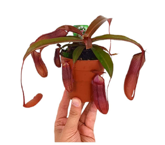 Nepenthes Alata M9_0