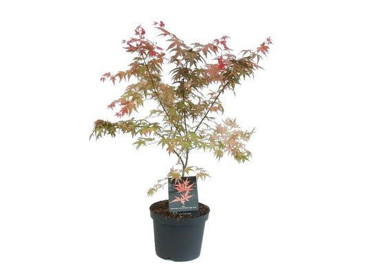 Acer Palmatum M26 80cm_0