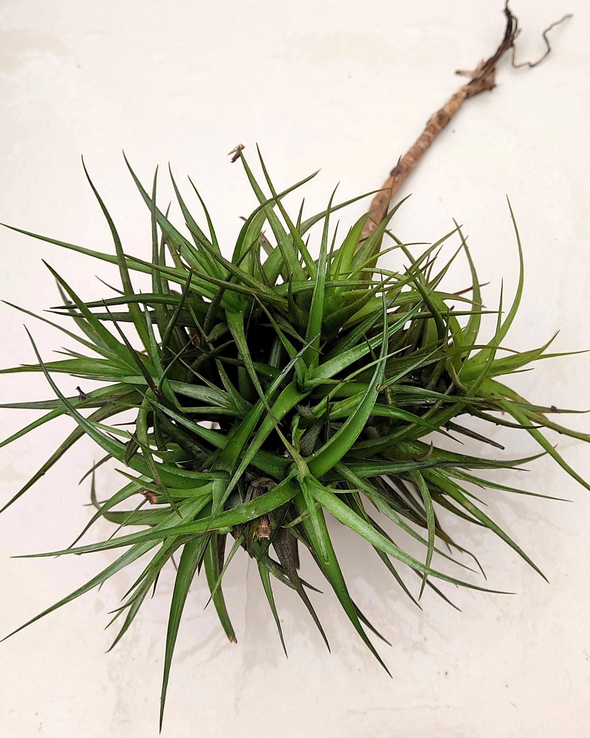 Tillandsia aeranthos clump (mata); planta del aire, mata de plantas; Curiosarium; altura 15 cm, diámetro 25 cm_2