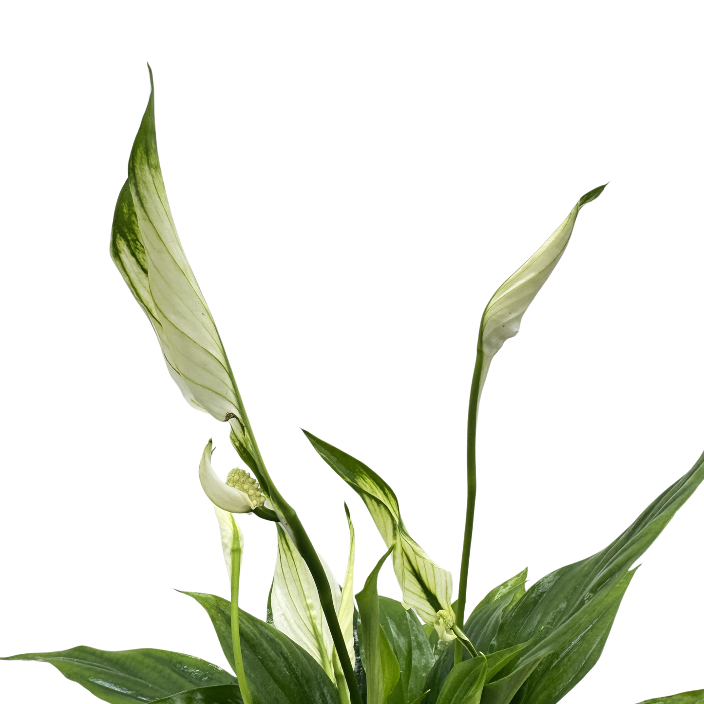 Planta Lirio De Paz Kokedama Natural_3