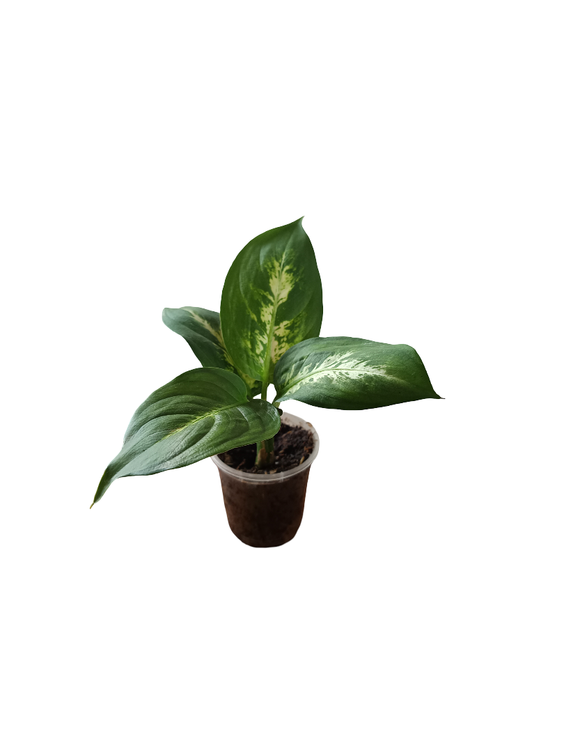 Planta Dieffenbachia De Interior Mini Ø5 Cm_0