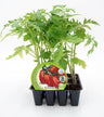 Pack Plantones Tomate Pera Mata Baja 12 Ud. Natural - Fitoralia