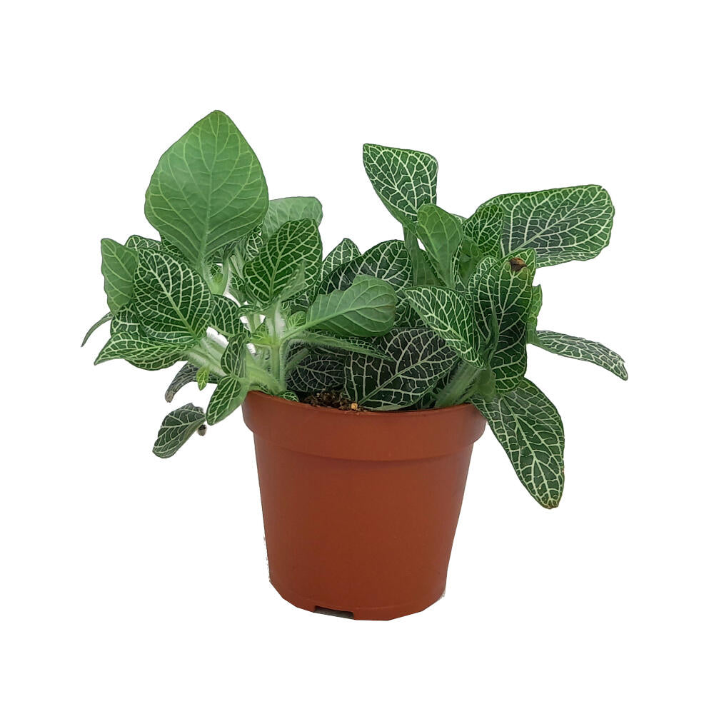 Fittonia Verde M8 20cm
