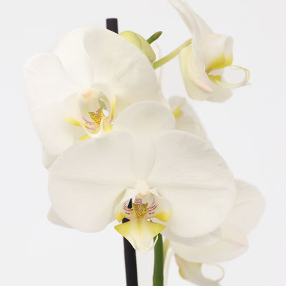 Orqídea Phalaenopsis - Phalaenopsis - Altura 50-60cm - ⌀12cm