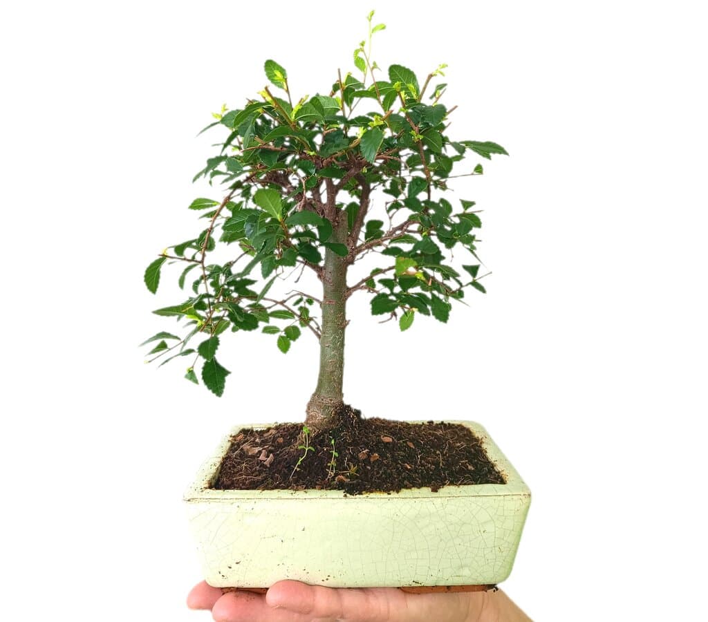 Bonsái Zelkova Parvifolia 6 Años (olmo Japonés)