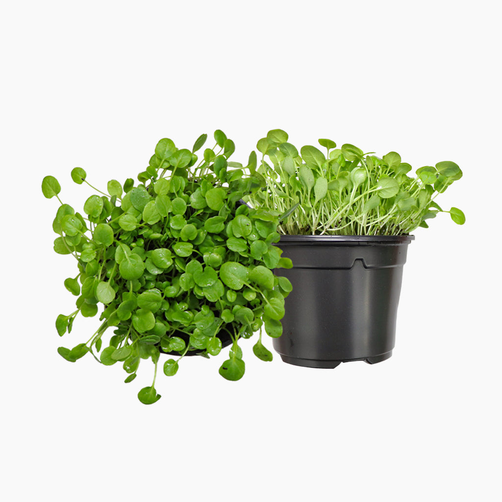 Maceta Berros 10,5 Cm - Plantabo_0