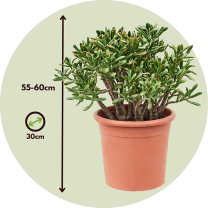 Árbol De Jade - Crassula Ovata 'hobbit' - Altura 55-60cm - ⌀30cm_2