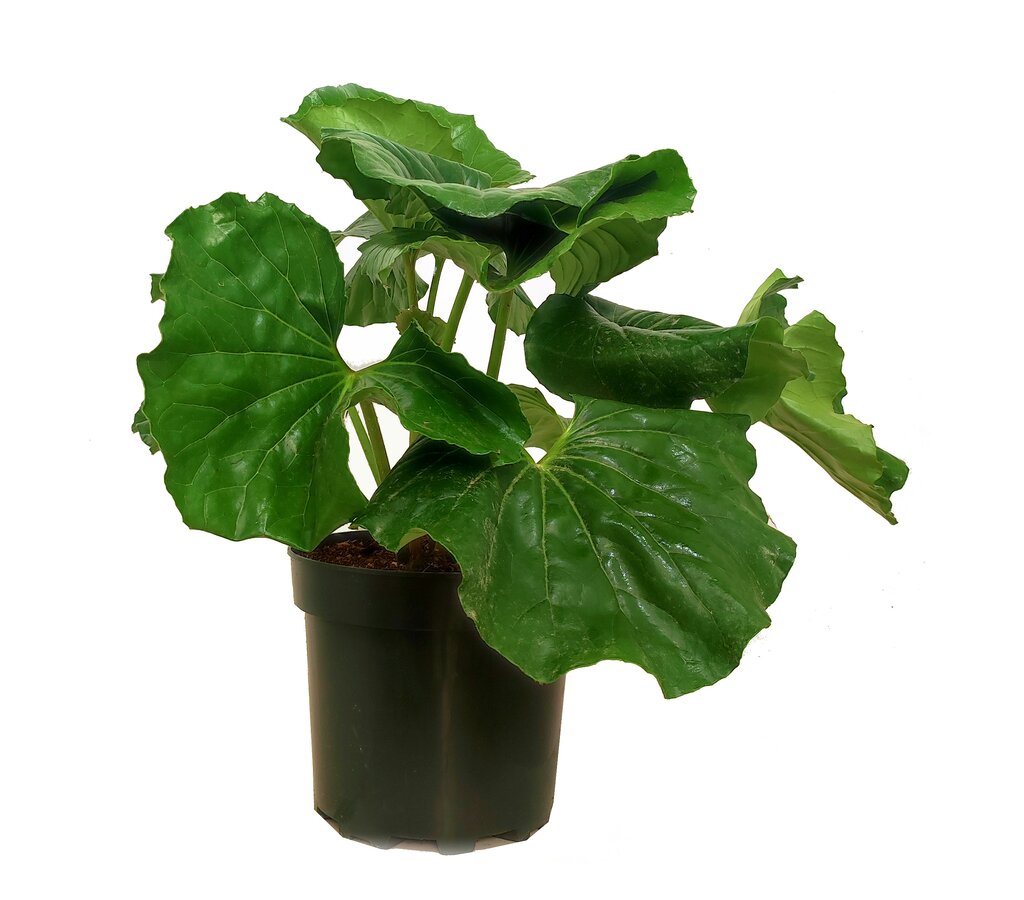 Boina De Vasco (ligularia Tussilaginea) M25 40-50cm